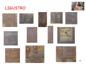 presentazione-di-ligustro_pagina_18