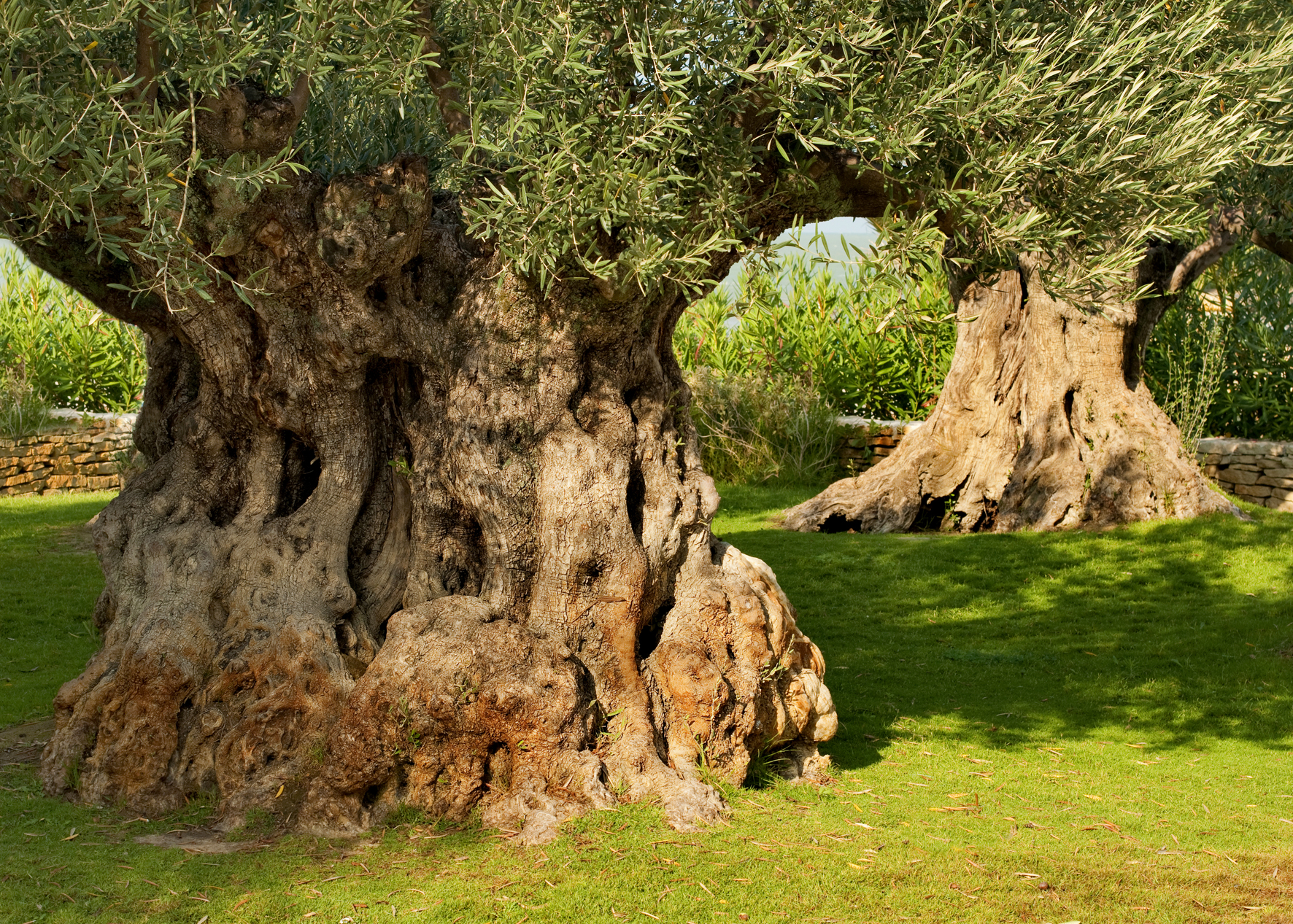 Gli ulivi secolari a San Giacomo di Ragusa